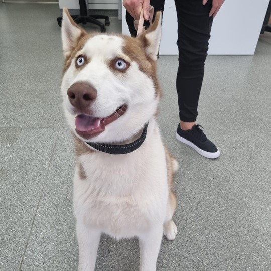 Husky male no chip found steel park 12 oct